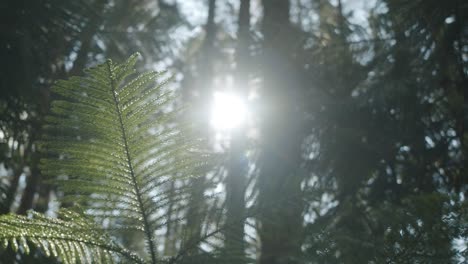 Tauchen-Sie-Ein-In-Die-Ruhige-Schönheit-Des-Waldes-Mit-Dieser-Filmischen-Szene,-Die-Lichtstrahlen-Einfängt,-Die-Durch-Grüne-Bäume-Dringen