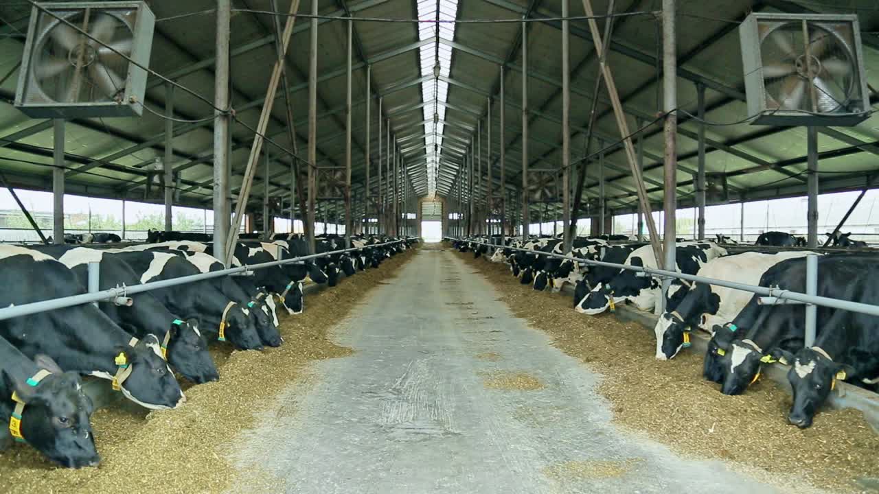 Cows eating hay in barn. Cattle in modern dairy farm. Cows breeding at farm