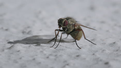 calliphora vicina муха на стене