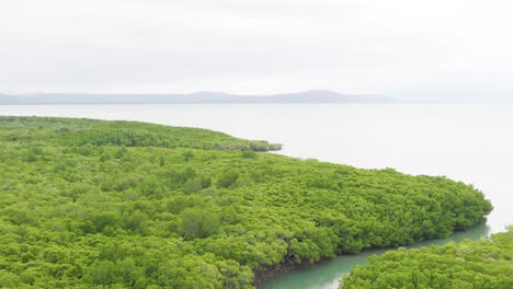 aerial footage captures vibrant green mangroves along a winding waterway under overcast skies in port douglas, queensland