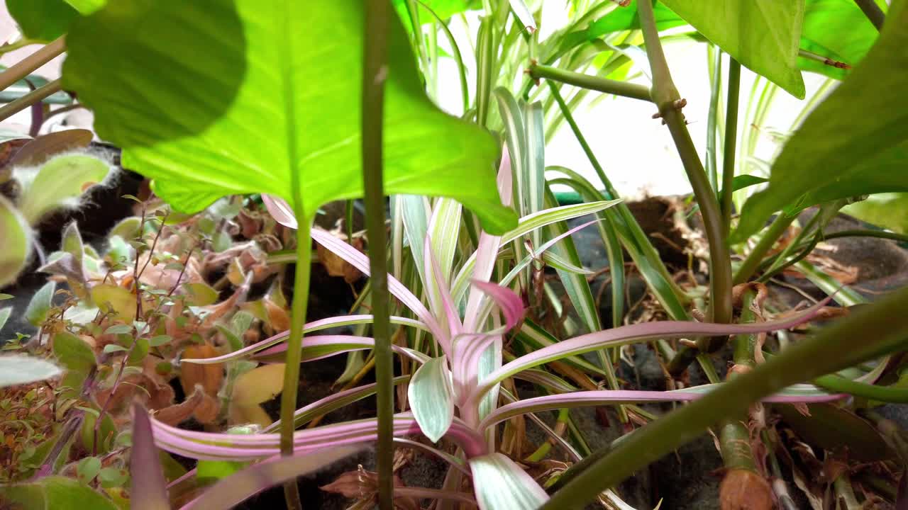 Pull out shot of camino jerky chiles during the day, close up