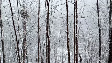 snow-flakes-in-a-heavy-snowfall-the-forest-tree-branches-in-snow-background-concept-of-winter-season-freezing-climate-wild-white-landscape-of-natural-wonderful-scenic-hiking-travel-to-Hyrcanian-forest