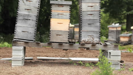 Beekeeper-boxes-in-a-garden-3