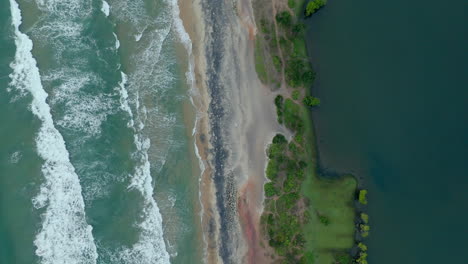 mangroves in a lakeshore and seashore