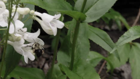 A-bee-pollenates-white-flowers-on-an-overcast-summer-day