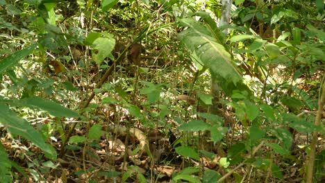 Una-Familia-De-Coatíes-Camina-Por-El-Suelo-Del-Bosque,-Camuflados-Por-La-Exuberante-Vida-Vegetal-Verde