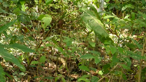 una familia de coatíes camina por el suelo del bosque, camuflados por la exuberante vida vegetal verde