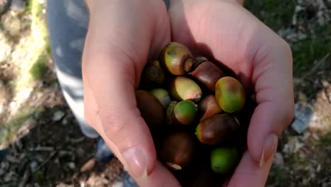 mujer excursionista revelando un puñado de bellotas coloridas en sus palmas en un bosque profundo a fines del verano