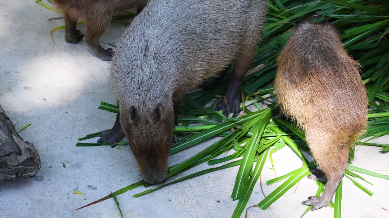동물원 안 에서 풀 을 먹는 카피바라