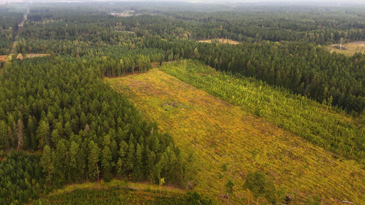 Drone aerial of cleared rectangular forest zone surrounded by trees in Latvia.