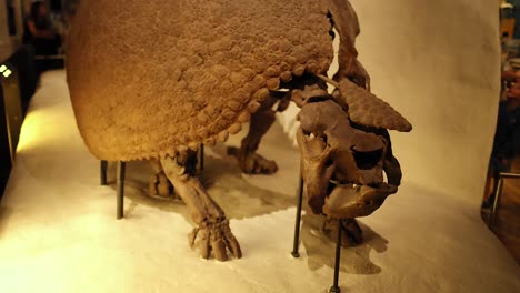 fósil del cráneo de glyptodon en el museo nacional de escocia