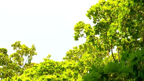 outdooe exuberantes ramas de roble verde brillante contra el cielo blanco soleado de verano