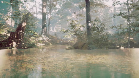 霧のある森の池で