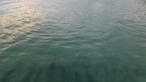 Antena-Delantera-Con-Una-Inclinación-Hacia-Abajo-Hacia-Un-Grupo-De-Delfines-Que-Desaparecen-Detrás-De-La-Cámara,-Fingal-Beach-Nsw-Australia