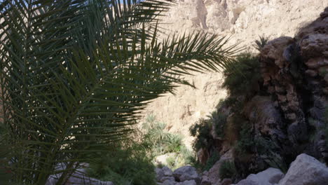 Camino-Rocoso,-Palmeras-Que-Conducen-A-Las-Piscinas-Del-Cañón-Wadi-Shab,-Omán,-Inclínate-Hacia-Arriba