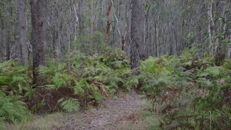 dense forest tree, tropical vegetation growing in australia woodland nature