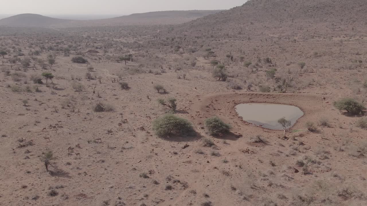 Aerial drone shot of African Antelope and Gazelle gathering at a remote watering hole in dry savannah terrain, surrounded by sparse bushes and arid hills. Themes are nature, wildlife, or conservation
