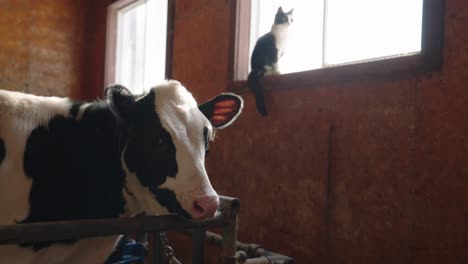 dairy cow stares at the camera with a cat perched on the window on the background