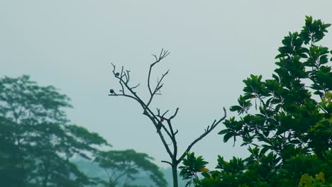 산다르반 의 깊은 숲 에서 저녁 에 나무 의 가지 에 앉아 있는 새끼 새끼