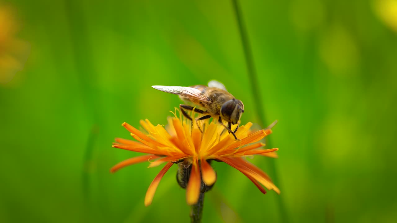 la avispa recoge el néctar de la flor crepis alpina.