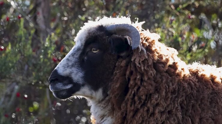 Una vista di profilo dettagliata di una pecora cornuta marrone e bianca in una luce naturale e soffusa.