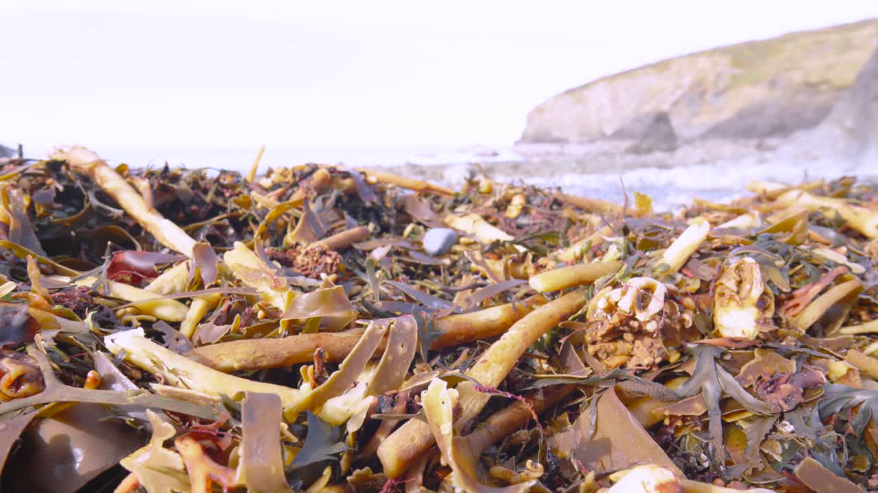 Wide View with Close Up of Seaweed Washed Up on Rocky Beach with Coastline Visible in Background.