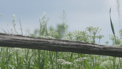 Rustic-Old-Farm-Fence,-Insects-Flying-With-Wild-Grassland-In-Background