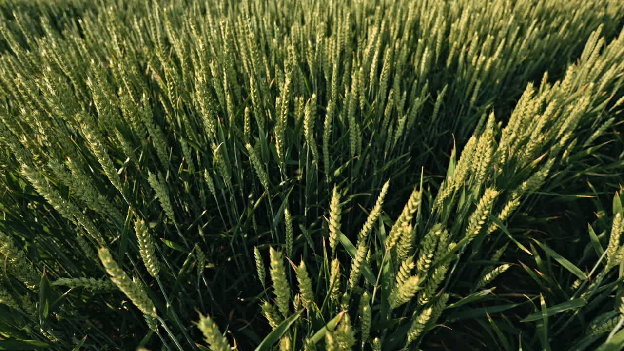 A stunning Lush Green Wheat Field at Dawn showcases a fertile landscape bursting with growth as crops mature beautifully, highlighting the essence of agriculture and the wonders of nature