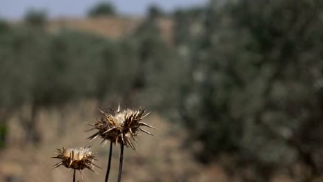 small thistles in focus olive trees in background