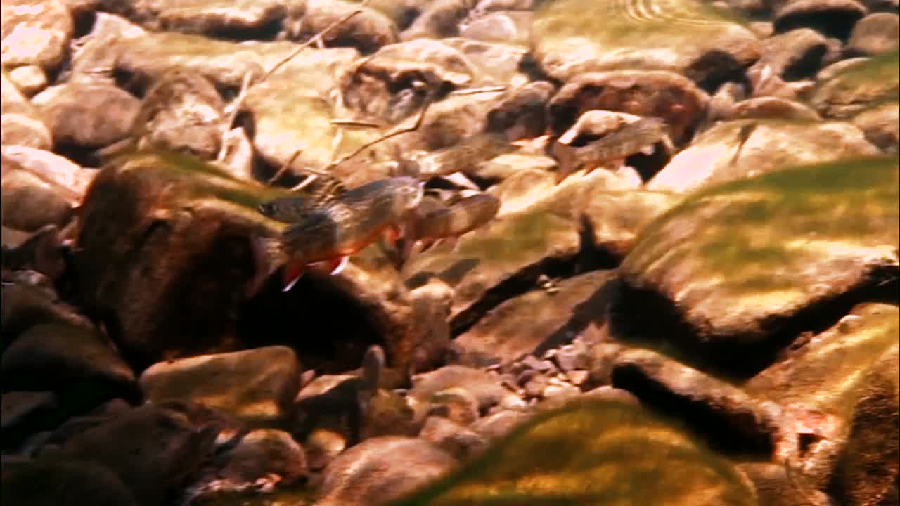 se ven truchas nadando aisladas en un arroyo bañado por el sol