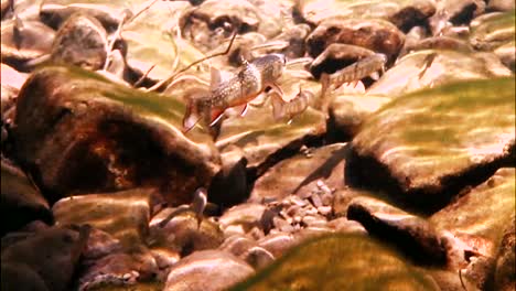 se ven truchas nadando aisladas en un arroyo bañado por el sol