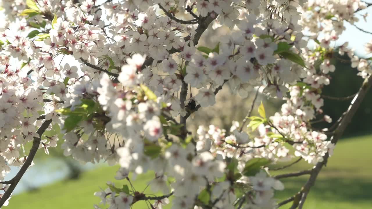 카우나스 네무나스 섬 공원에서 벚꽃의 슬로우 모션 보기