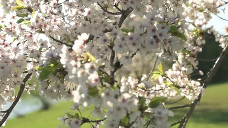 Slow-motion-view-of-cherry-blossoms-in-Kaunas-Nemunas-island-Park