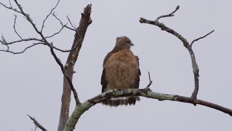 red-shouldered hawk on a branch, ruffling its feathers