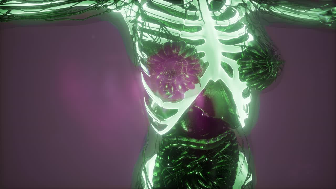 cuerpo humano con huesos esqueléticos visibles