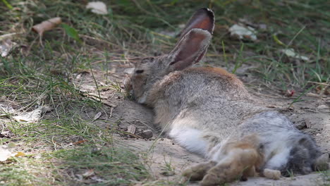 Adorable-Conejo-De-Rabo-Blanco-Descansa-En-La-Arena-Fresca-En-Un-Caluroso-Día-De-Verano,-Cu