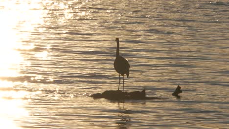 Tomas-Del-Lago-Al-Atardecer-Junto-Al-Lago-Lsu