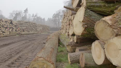 a large piles of cut logs lie on a mud meadow. tire tracks are visible on earth. a heavy storm caused massive damage to the forest.