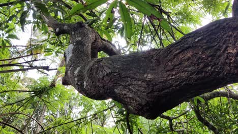 Tiro-De-Movimiento-De-Rama-De-árbol-De-Mango