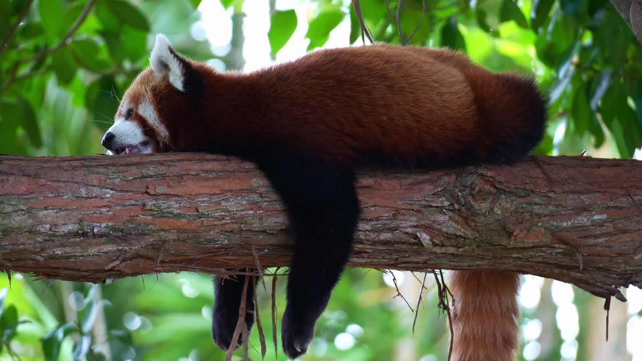 Detailní záběr ospalé pandy červené (Ailurus fulgens), odpočívající a lenošící na větvi stromu, pomalu usínající