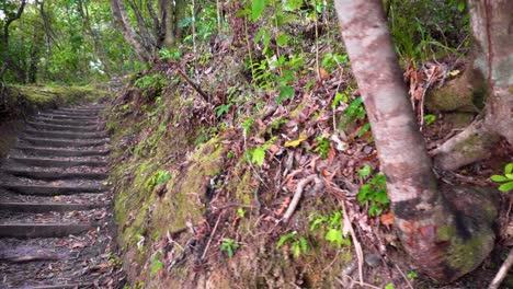 Área-Forestal,-Mañana,-Musgo,-Tranquilidad,-Amanecer,-Fondo-Del-Bosque,-Para-Descanso,-Atmósfera,-Rayos-De-Sol,-Suelo-Del-Bosque,-Bosque,-Iluminado-A-Contraluz,-Nadie,-Resplandor-Solar,-Caduco,-Vigas,-Rayos-De-Sol