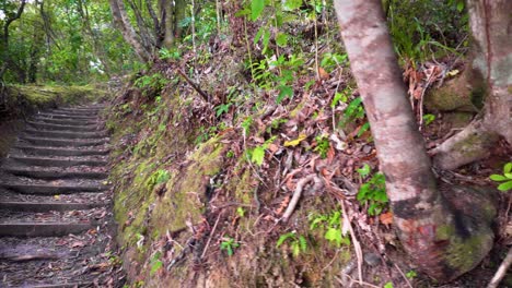 área forestal, mañana, musgo, tranquilidad, amanecer, fondo del bosque, para descanso, atmósfera, rayos de sol, suelo del bosque, bosque, iluminado a contraluz, nadie, resplandor solar, caduco, vigas, rayos de sol