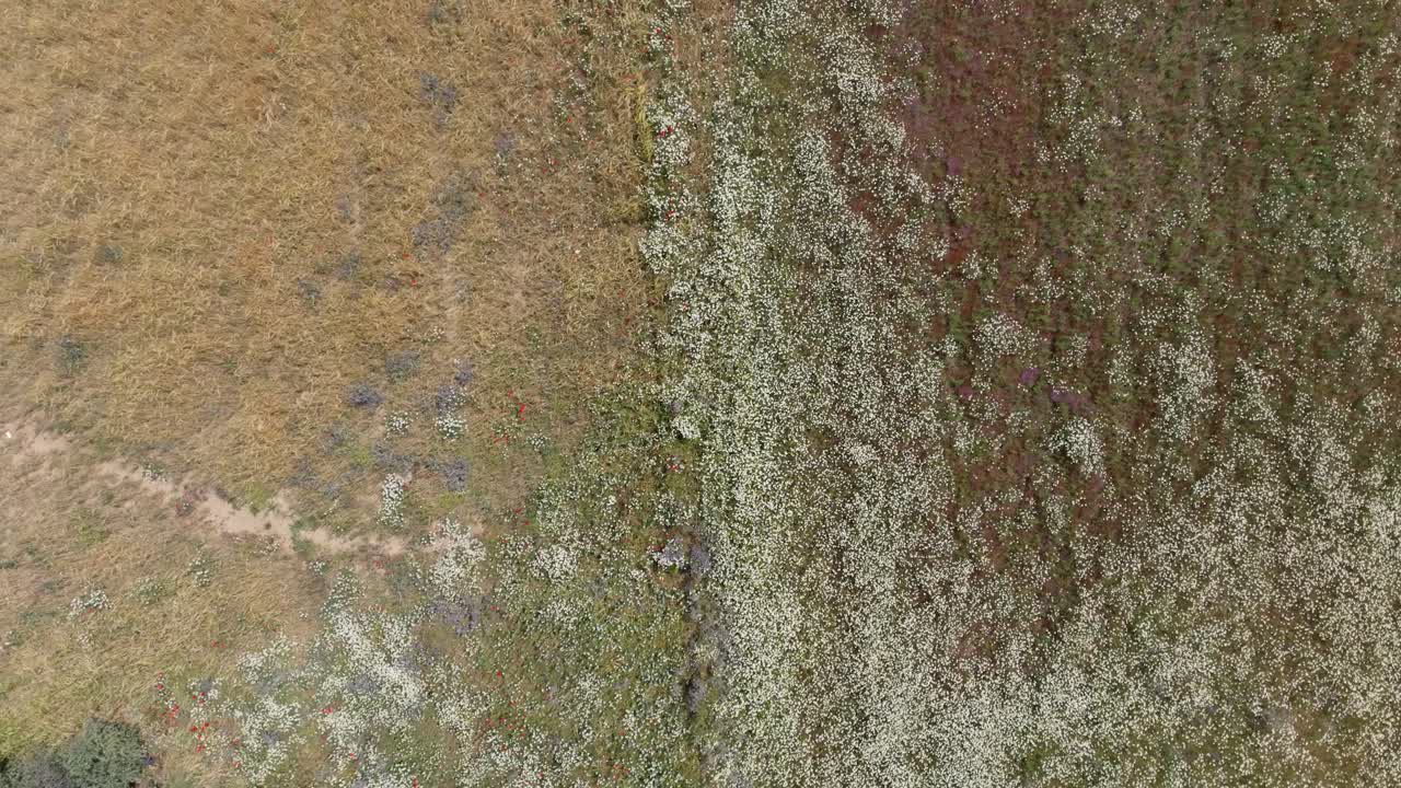 vuelo con dron en vista aérea donde algunos campos aparecen con un gran número de flores blancas y uno con cereales
