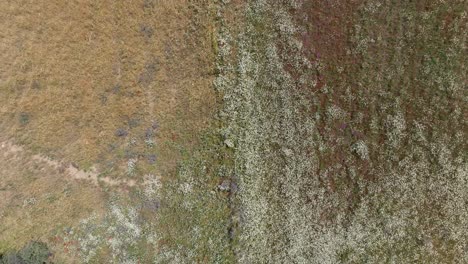 flight with drone in overhead view where some fields appear with a large number of white flowers and one with cereals