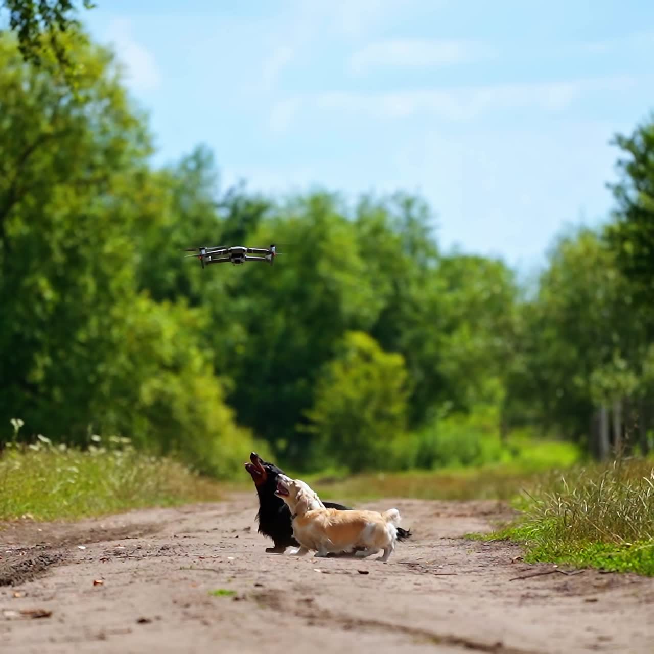 Domestic animals concept. Small dogs breeds playing with dron outside. Video of funny dogs` playing. Summer nature background.