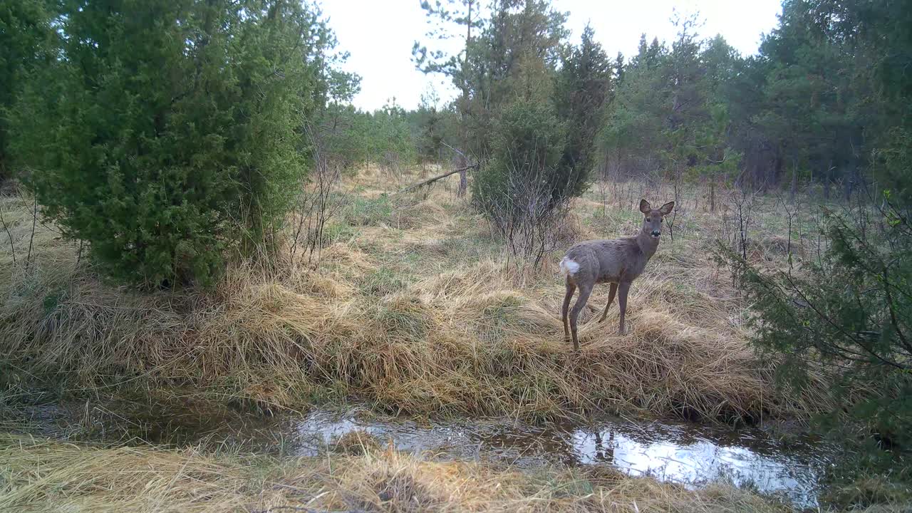 Female roe deer (Capreolus capreolus) gets scared by trail camera and runs away. Saaremaa, Estonia.