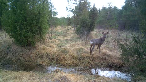 female roe deer (capreolus capreolus) gets scared by trail camera and runs away. saaremaa, estonia.