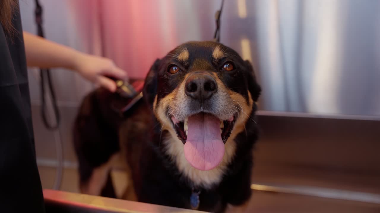 una mujer joven le da a su perro un baño afuera en una bañera