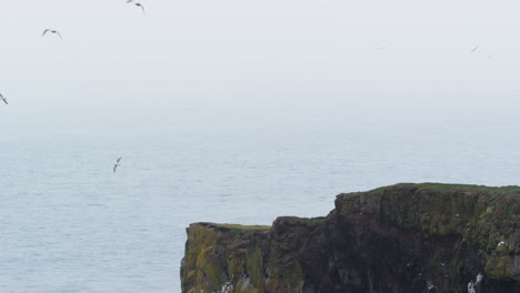 slow motion shot of birds in flight in the westfjords area in iceland