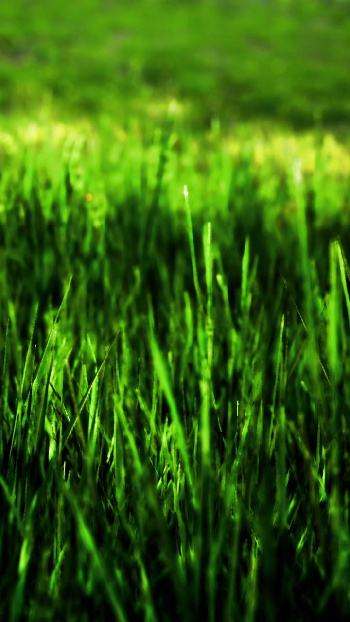 Lush green grass sways gently in the warm sunshine of a summer afternoon